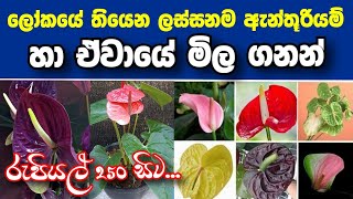 ඇන්තූරියම් අලුත්ම වර්ග හා ඒවාගේ මිල ගනන් | How to grow anthurium | Fast anthurium blooming tips