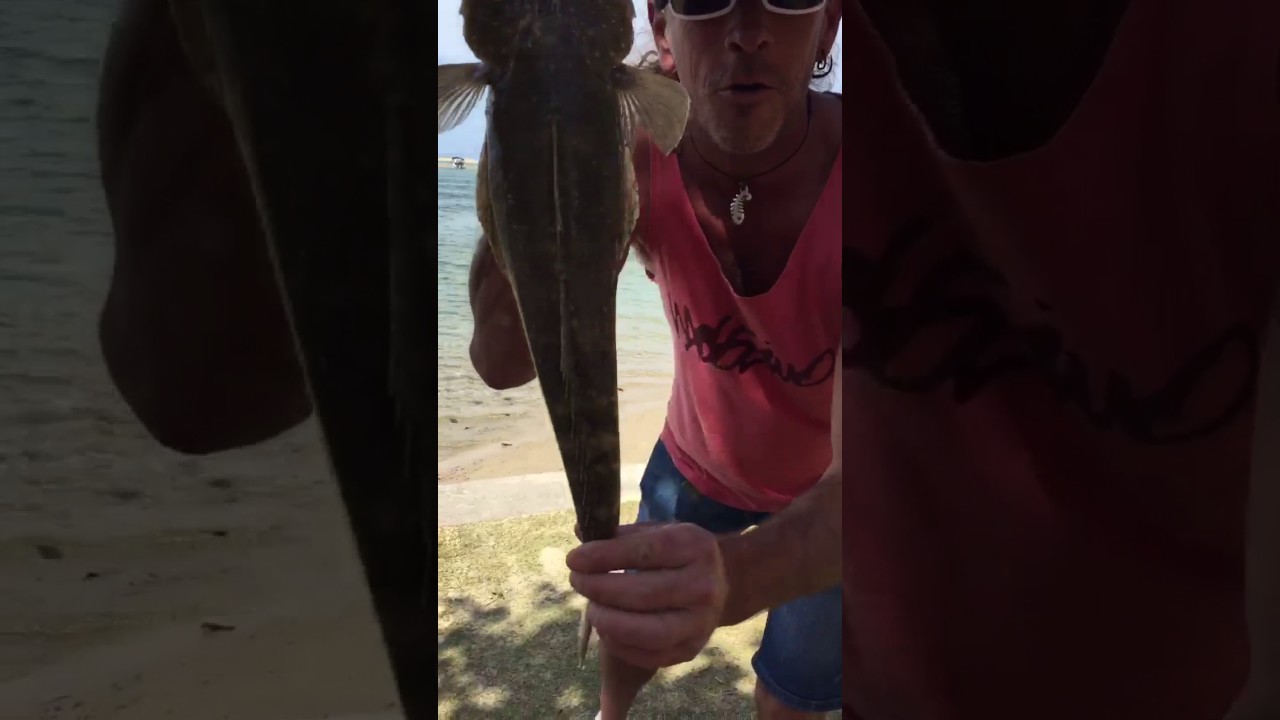 Fishing Cotton Tree YouTube