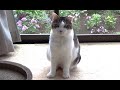 【耳血腫になってしまった猫】Cat with ear hematoma