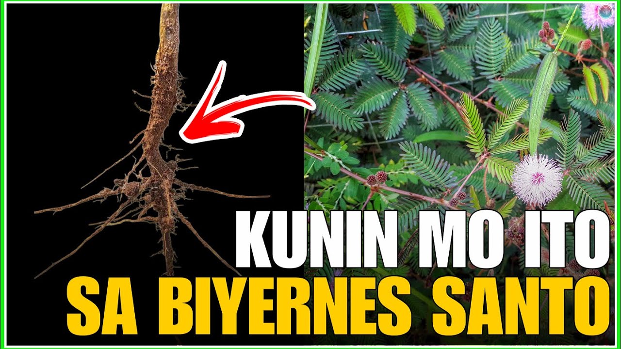 KAYA MO BA ITO KUNIN NGAYONG BIYERNES SANTO ISANG URI NG MUTYA BUHAT SA UGAT NG MAKAHIYA | Bhes Tv