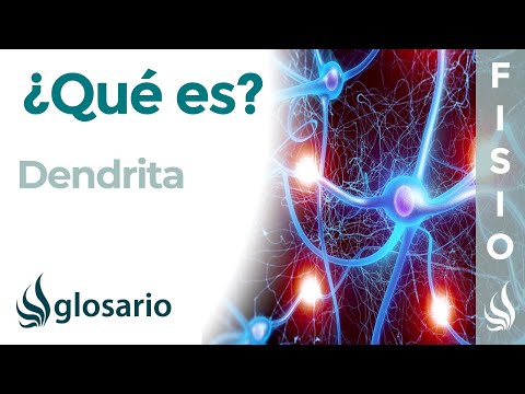 Video: ¿Dónde se encuentran las dendritas en el cerebro?