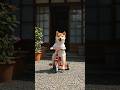 三輪車に夢中な柴くん ㅣ 柴くんの幼少期