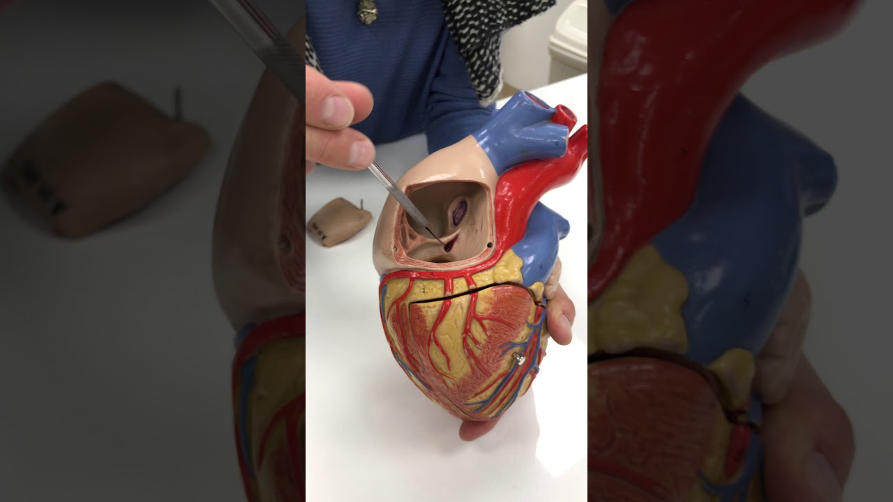 Descripción de modelo anatómico de Corazón - YouTube
