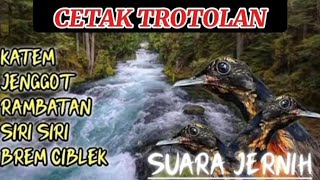 Download Lagu Masteran kapas tembak,jenggot rambatan, sirisiri brem ciblek MP3 Download Lagu Masteran kapas tembak,jenggot rambatan, sirisiri brem ciblek MP3