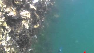 タコゆらハンター水中動画