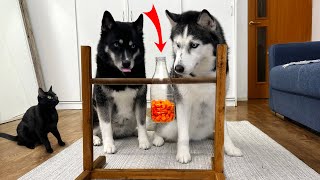 New IQ Test For My Husky Dogs And Cats! Food in a Hanging Bottle screenshot 4