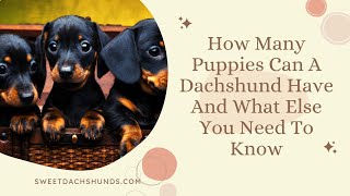 How Many Puppies Can A Dachshund Have And What Else You Need To Know