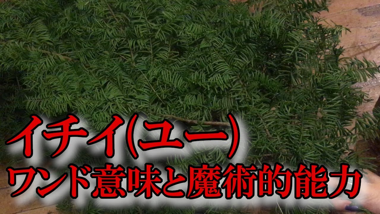 ユー イチイ ケルト樹木の意味 オガム 魔術的能力 黒猫魔術店