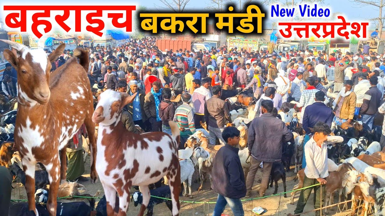 बहराइच बकरा मंडी | 01 Mar 26 |Bahraich Bakra Mandi UP live Update |Bahraich goat market 