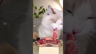 Relaxing Cat Images  asmr funny comedy asmreating