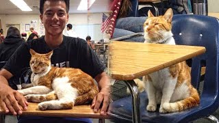 Cat Sneaks Into a University And Becomes a Student