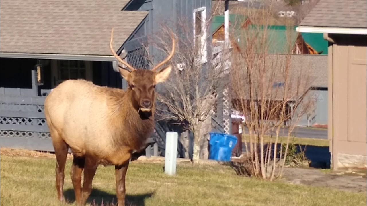 Elk Maggie Valley, NC. YouTube