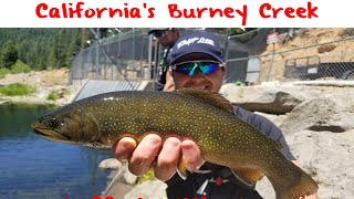 Nestled in the mountains above redding greater burney area is a
wonderland for campers, sightseers and anglers. to make sure anglers
are successful c...