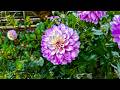 Perfect Anti-Stress Music 🍀 Free Your Heart from Burdens &amp; Negativity ~ Remove All Negative Energy♥️