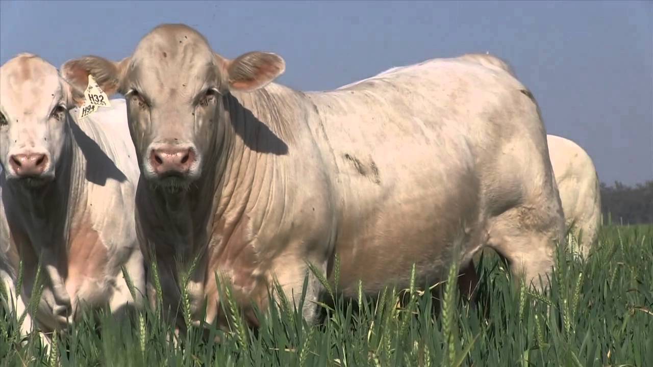 Ascot 2013 Bull Sale Preview