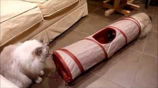 cat crinkle tunnel