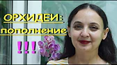 Орхидеи,узамба́рские фиалки,Самара🌺