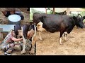 cow milking by hand, 100000 की गाय दूध कितना देती है , my dairy farm full video evening routine