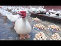 Muscovy farming  daily work on the farm harvest egg  feeding duck