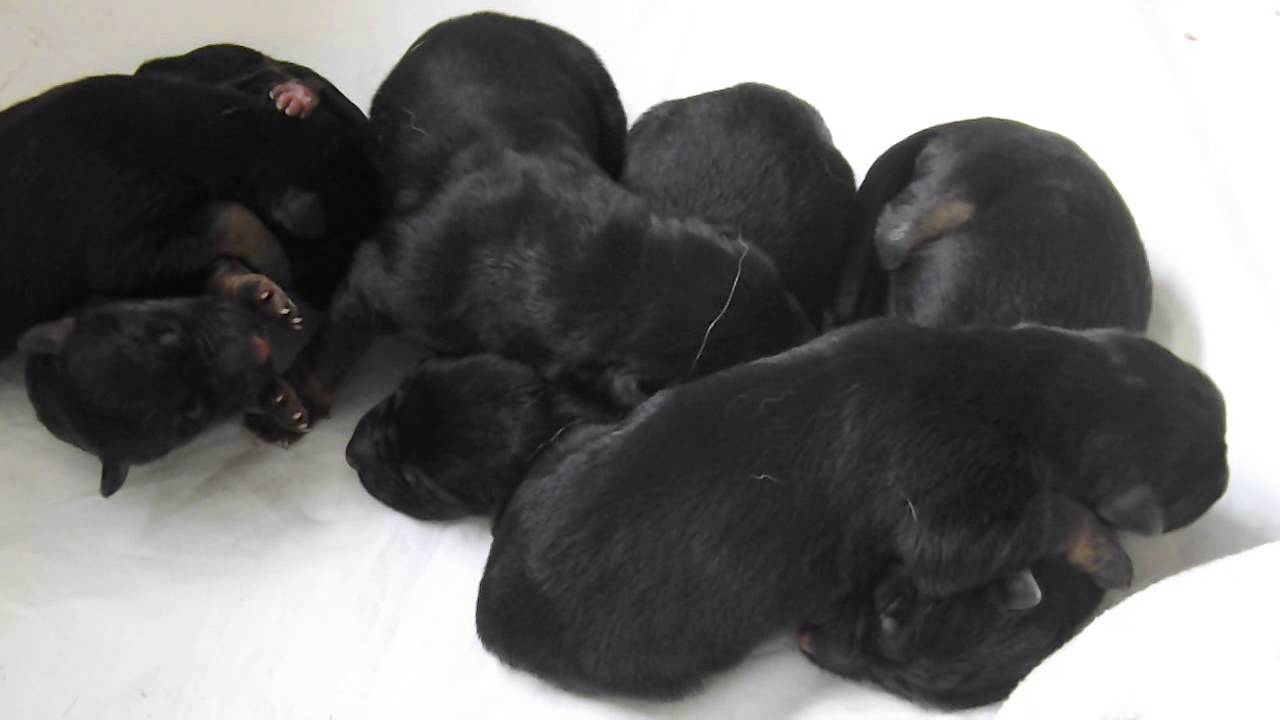 German Shepherd Puppies at 1 week old YouTube