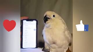 #Dancing #Bird on Phone #Ringtone #Funny يرقص على نغمات الهاتف كيوووووت ههههههههههه