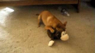 dog vs evil laughing monkey.AVI