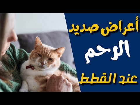 فيديو: ما أنواع الالتهابات التي يمكن للكلاب الحصول عليها من عضات القطة؟