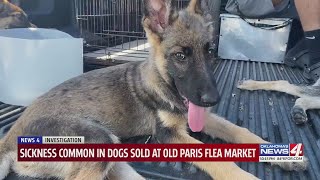 Old Paris Flea Market in Oklahoma City flooded with sick dogs for sale