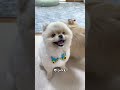 ハスキー犬になりたかった犬🐶 #dog #ポメラニアン #funny #cute