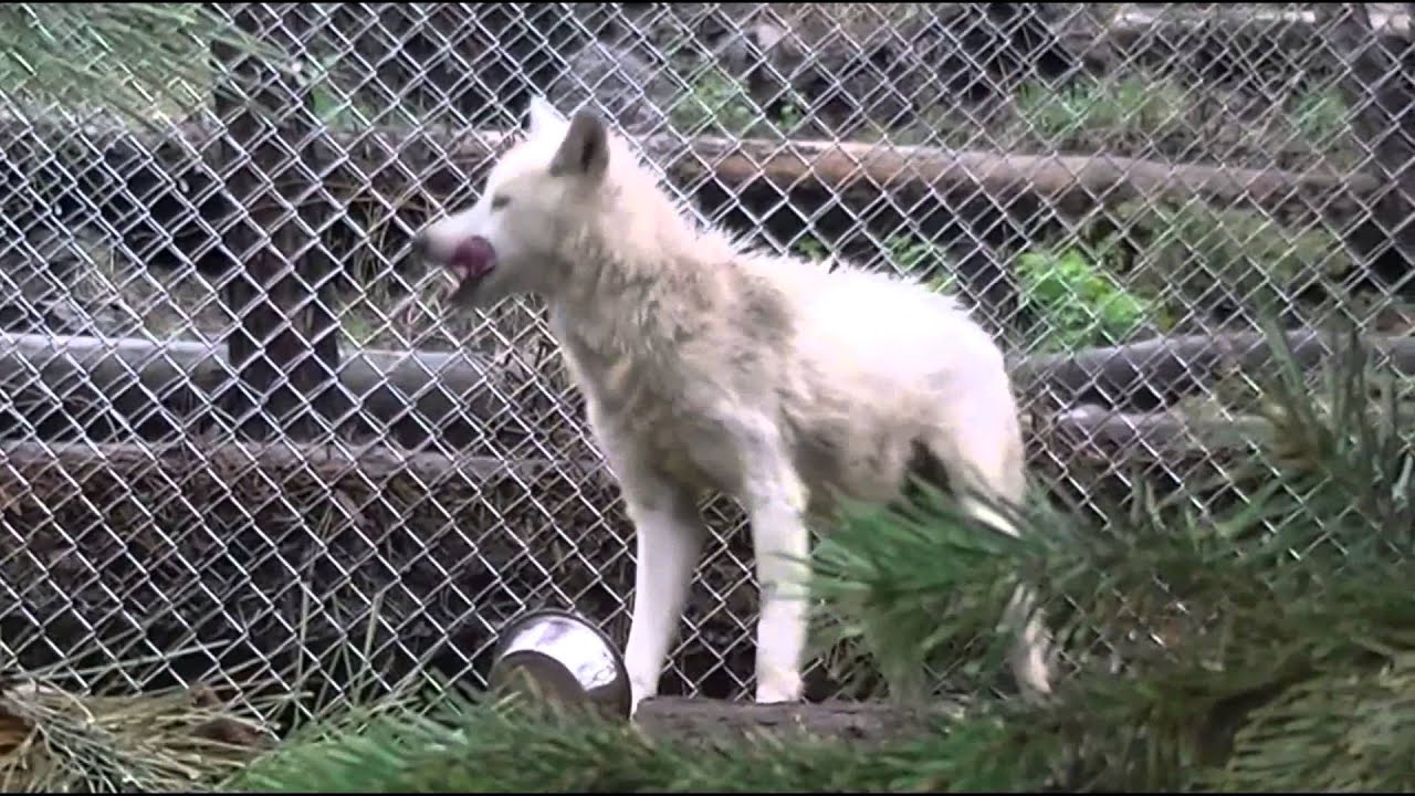 rescue dogs rock nyc WOLF - Meet Zoey