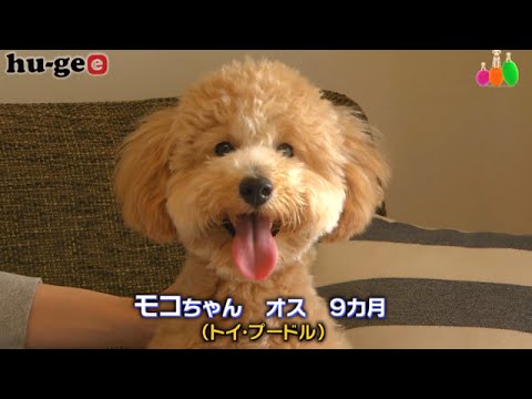 きょうのわんこ ご飯大好きなモコちゃんがご飯の用意で魅せるスゴ技とは Youtube