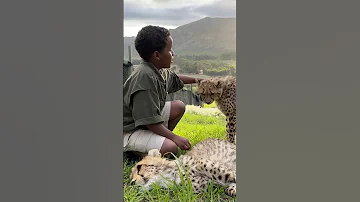 Would You Pet a Cheetah in Africa?