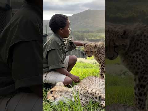 คุณกล้าเล่นกับเสือชีตาร์ในแอฟริกาหรือไม่?