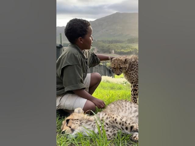Would You Pet a Cheetah in Africa?