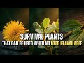 10 Plants That Keep You Alive