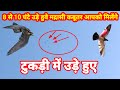 8 से 10 Ghante ude hue Madrasi kabutar apko milenge
