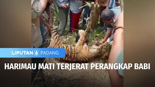 Harimau Mati Terjerat Penangkap Babi | Liputan 6 Padang