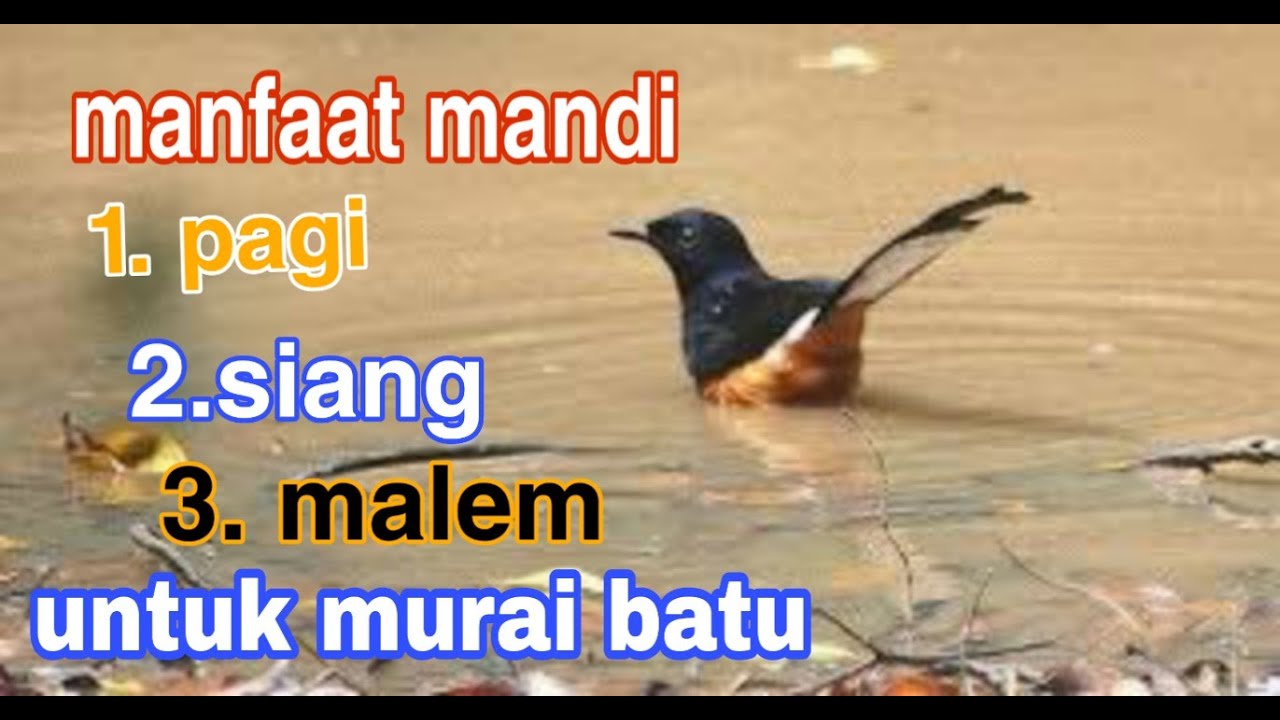 Manfaat mandi pagi .sore dan malem untuk murai batu