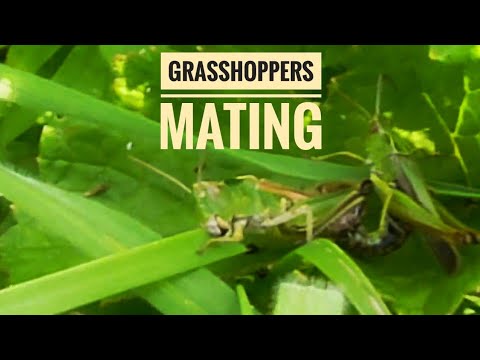 Grasshoppers Mating While Eating