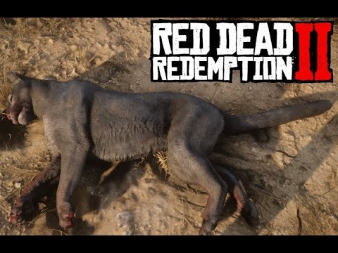 Accesorios estar impresionado Insatisfactorio COMO CAZAR PUMAS Y DÓNDE ENCONTRARLOS *Desafio 6 MAESTRO CAZADOR RED DEAD  REDEMPTION 2* - YouTube