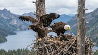 Bald Eagle: 99 Days From Egg to Survivor