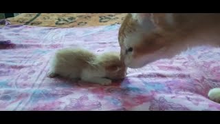 Baby Kitten Meets Old Cat (Bayi Kucing bertemu kucing tua) by Tommy and Family 778 views 2 years ago 3 minutes, 50 seconds