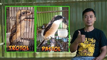 Tips Memilih Cendet Trotol Calon Blangkon Gondrong Dan Roll Tembak