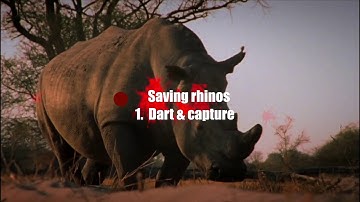 Saving Rhinos Part 1 -  Dart & capture