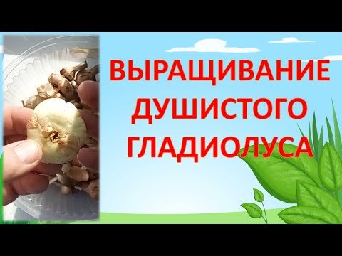 КАК ВЫРАЩИВАТЬ ДУШИСТЫЙ ГЛАДИОЛУС - АЦИДАНТЕРУ. Цветоводство в саду.