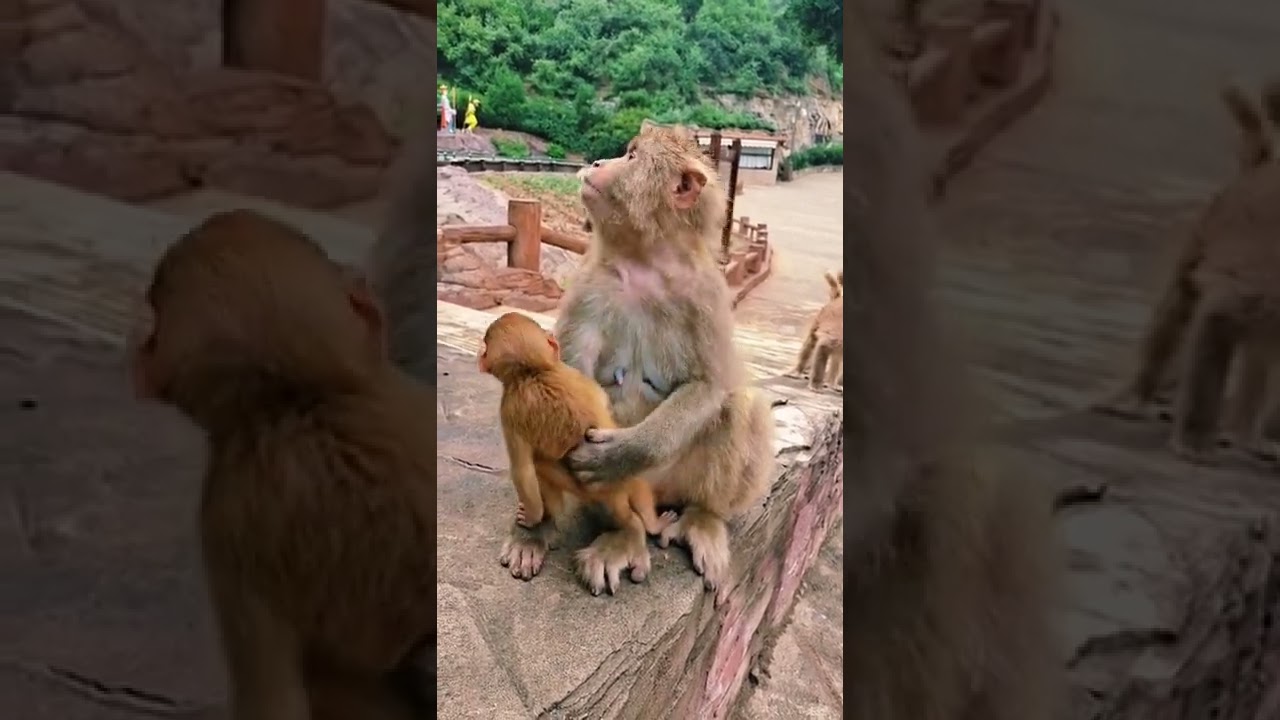 Cute baby monkey 2021