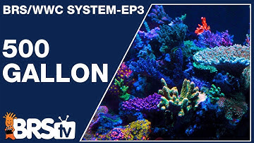 Ep3: How does this 500gal SPS dominant reef tank thrive? - The BRS/WWC System