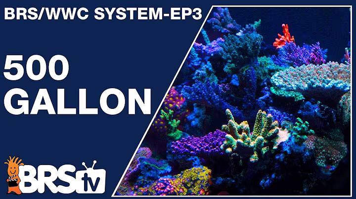 Ep3: How does this 500gal SPS dominant reef tank thrive? - The BRS/WWC System