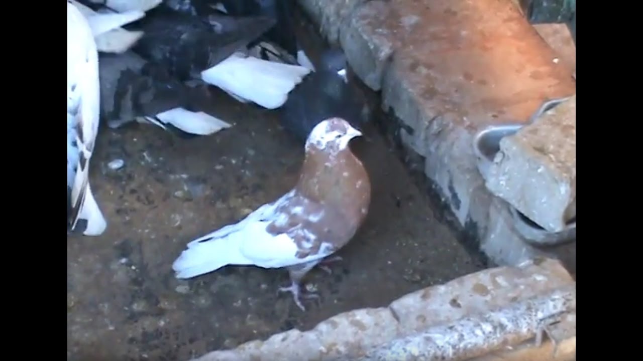 Полет пары голубей по голубому небу 23.11.2016 - YouTube