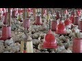 Avicultura pollo de engorde Avicola Santa Lucía